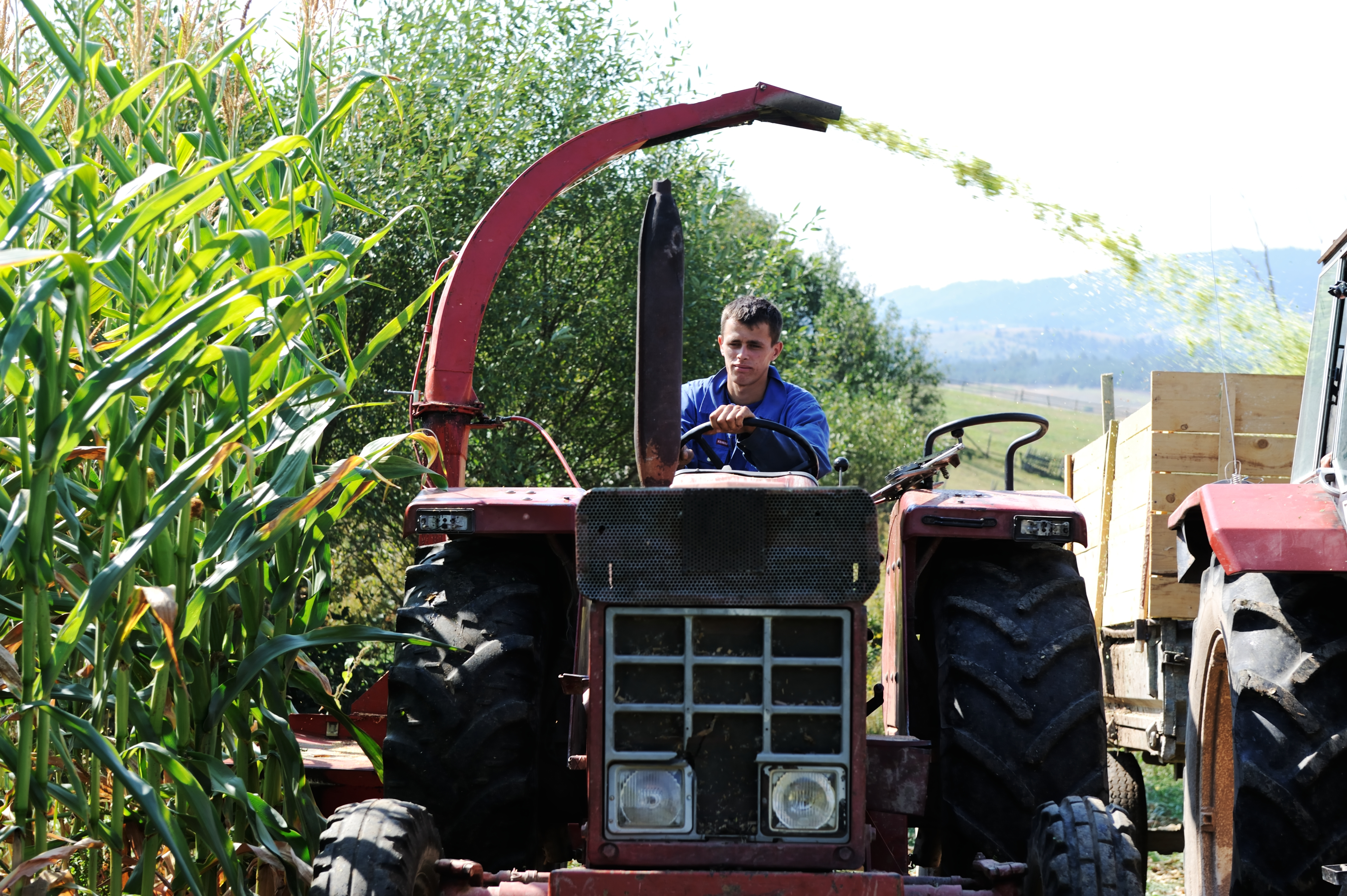Harvesting corn