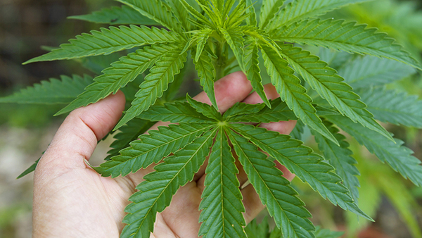 marijuana-crop-600×338
